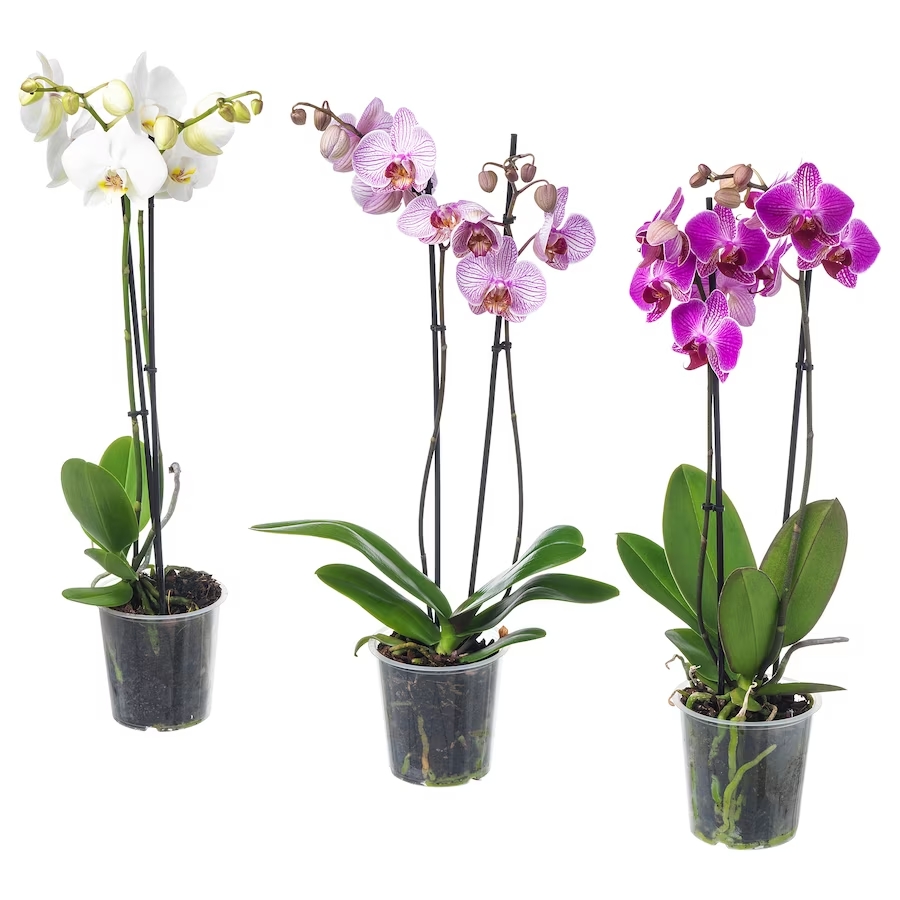Lepkeorchidea (Phalaenopsis)